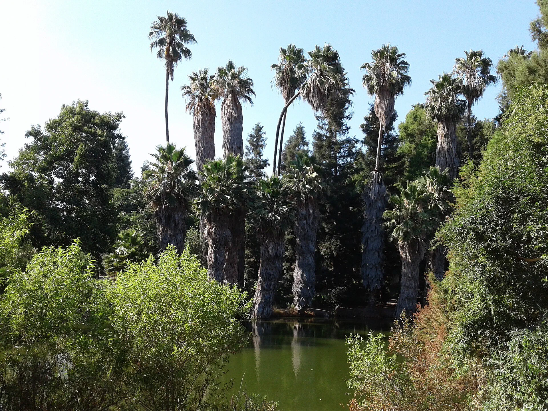 Palms around Baldwin Lake at the LA County Arboretum